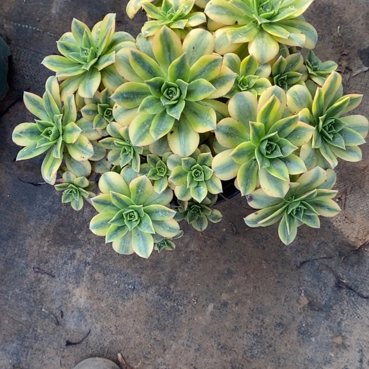 星爆断枝11多肉法师