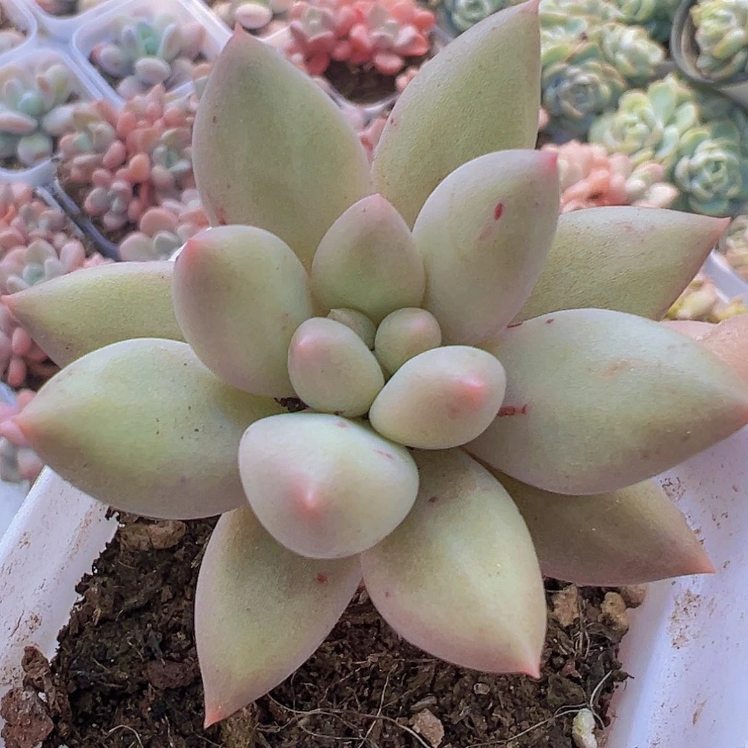 红蜻蜓19包邮多肉