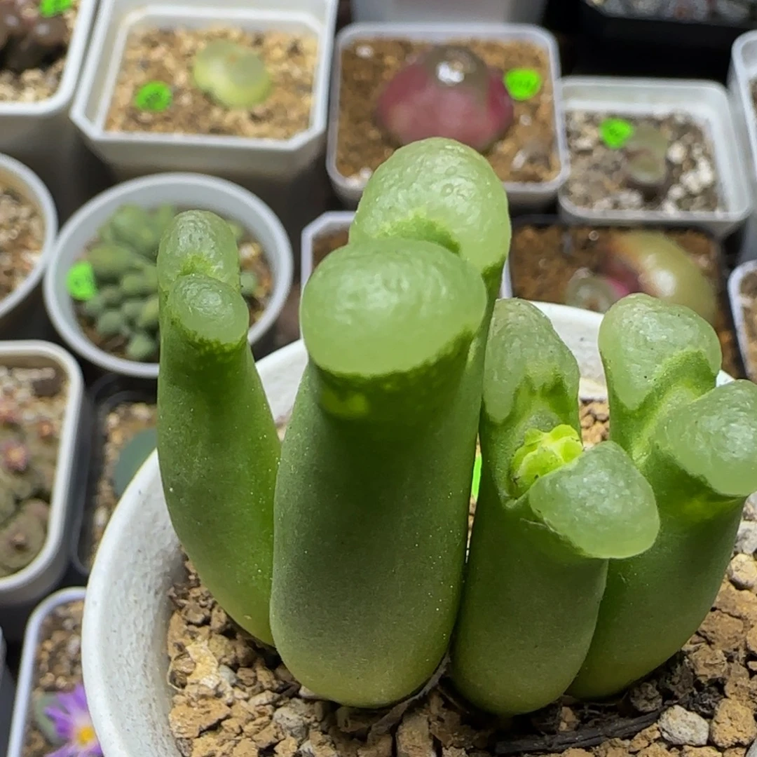 肤白貌美大长腿649