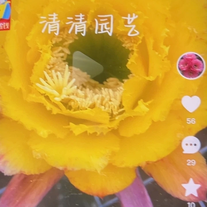 清清公主根瑕疵有黑点