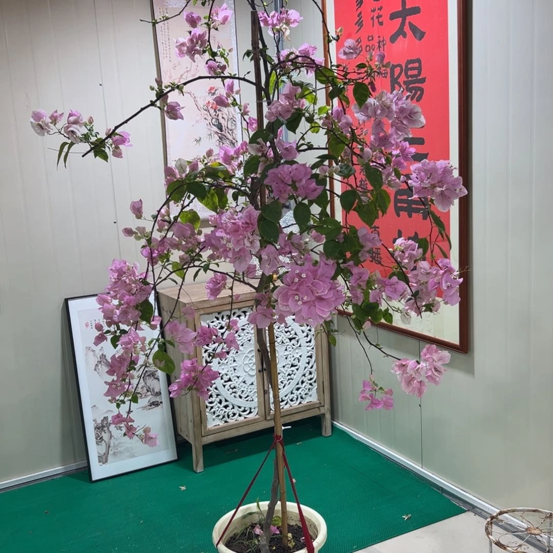 大量花朵（建议范围：8朵-15朵 或40%以上）x***晓