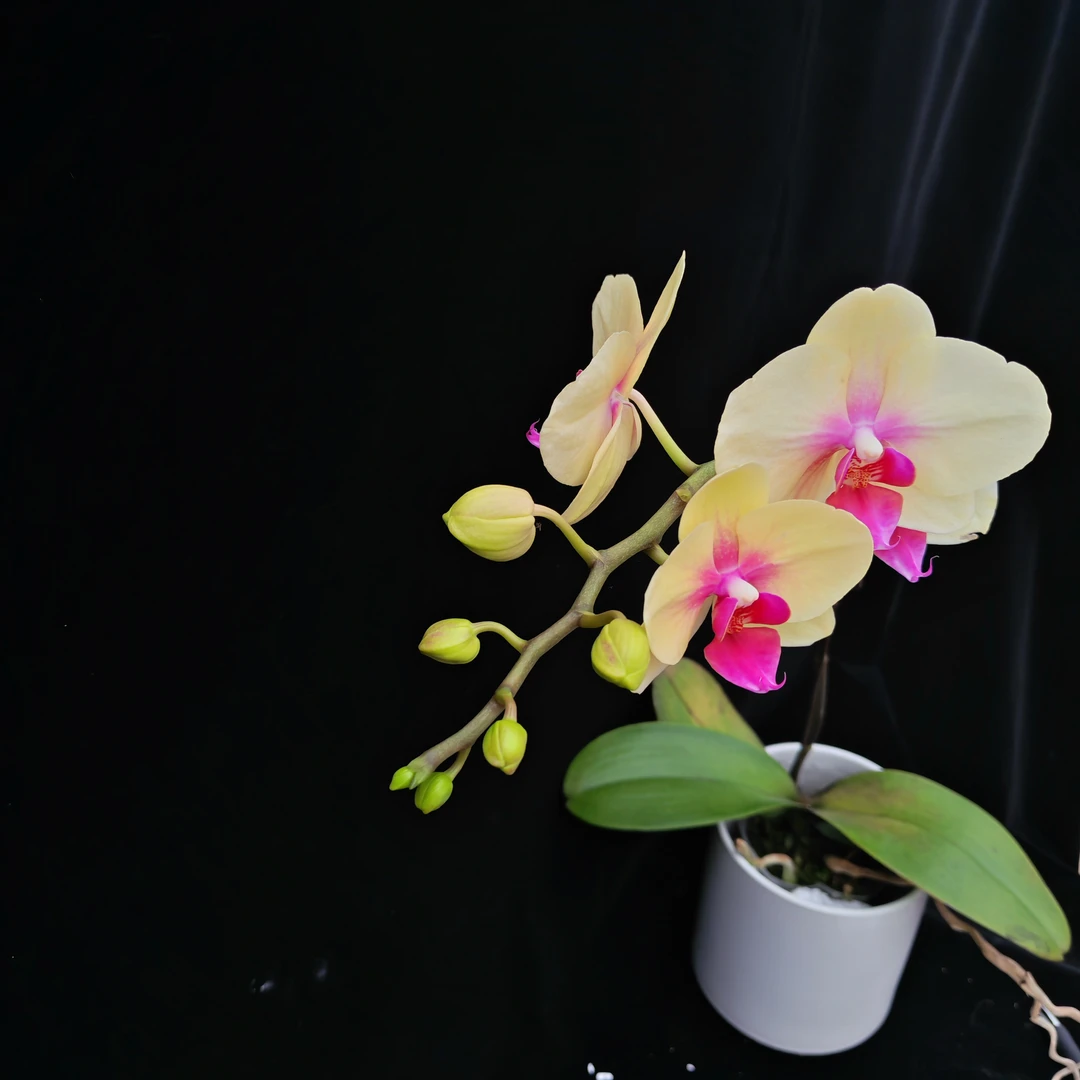 蝴蝶兰【朝日】开花株  黄色中花型  默认发单剑