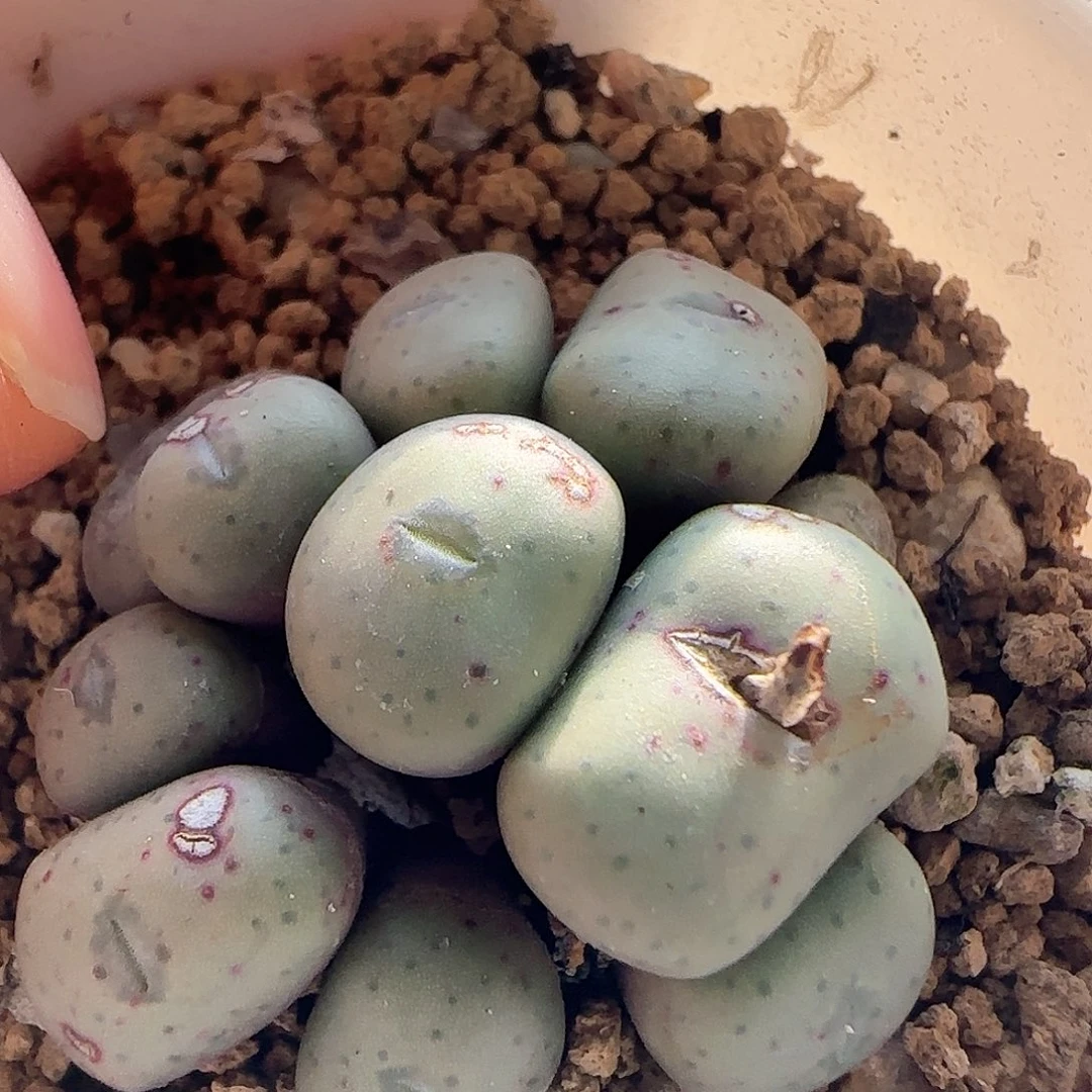 脱土满28包邮25473