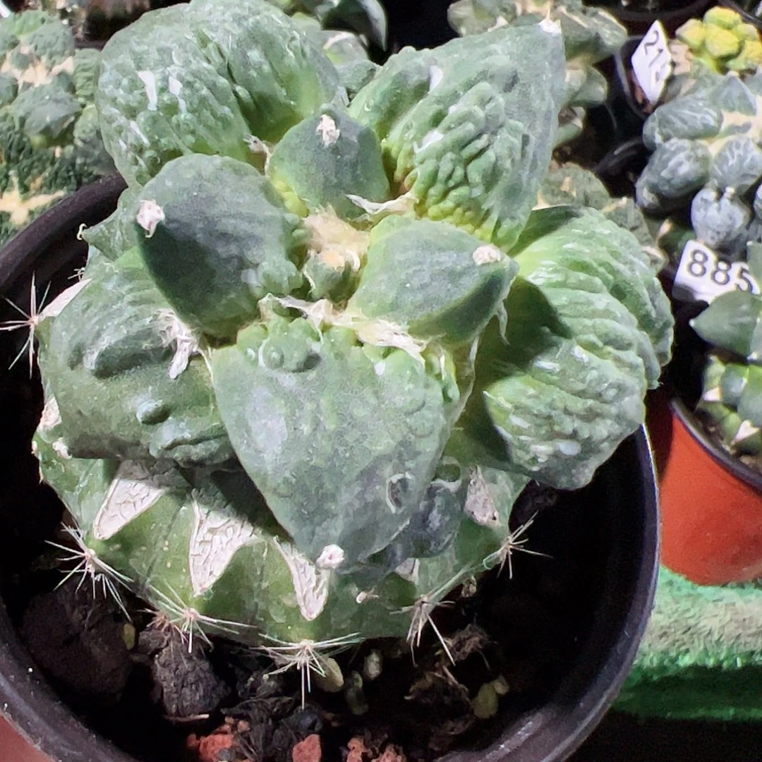 无花朵大尤瘤尤怒涛牡丹500