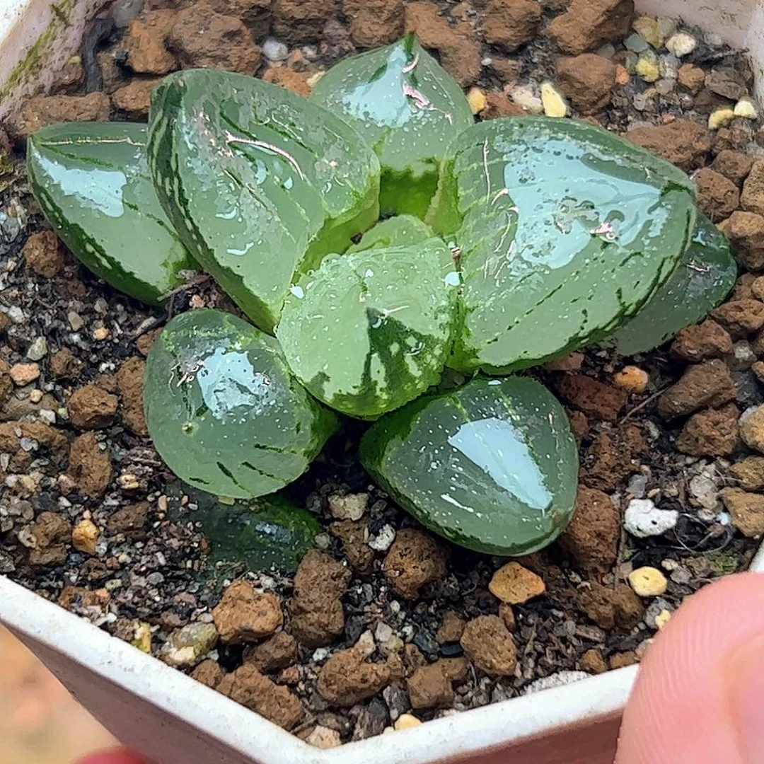 虞美人十二卷多肉植物