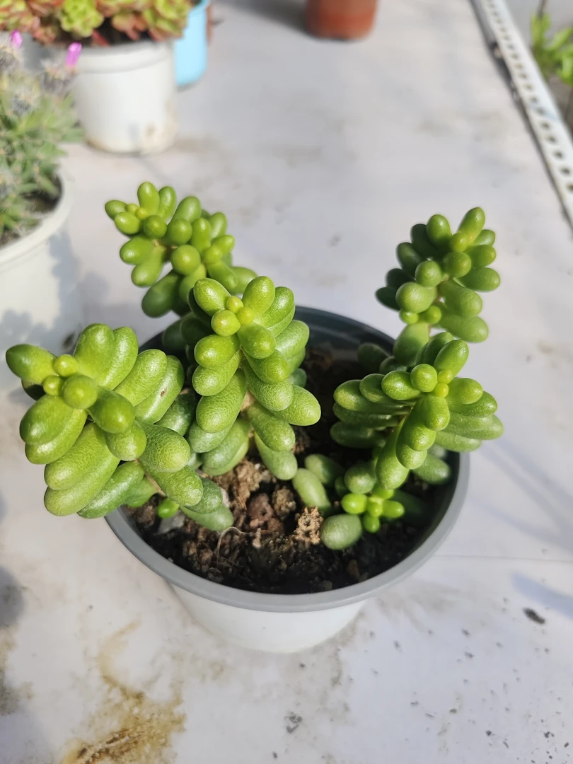 二号随心拍，自家养，普通品种，一单包邮