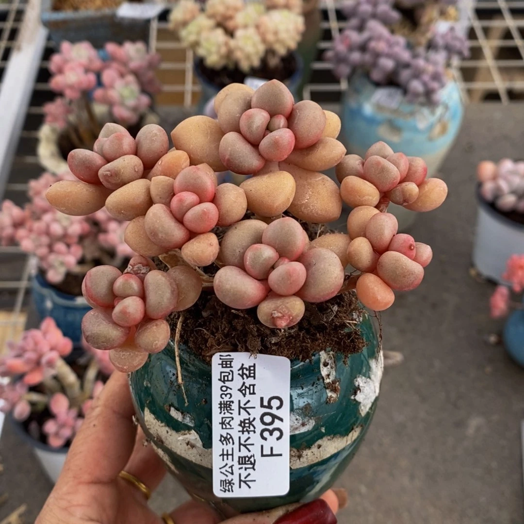 先锋派395/9cm福利