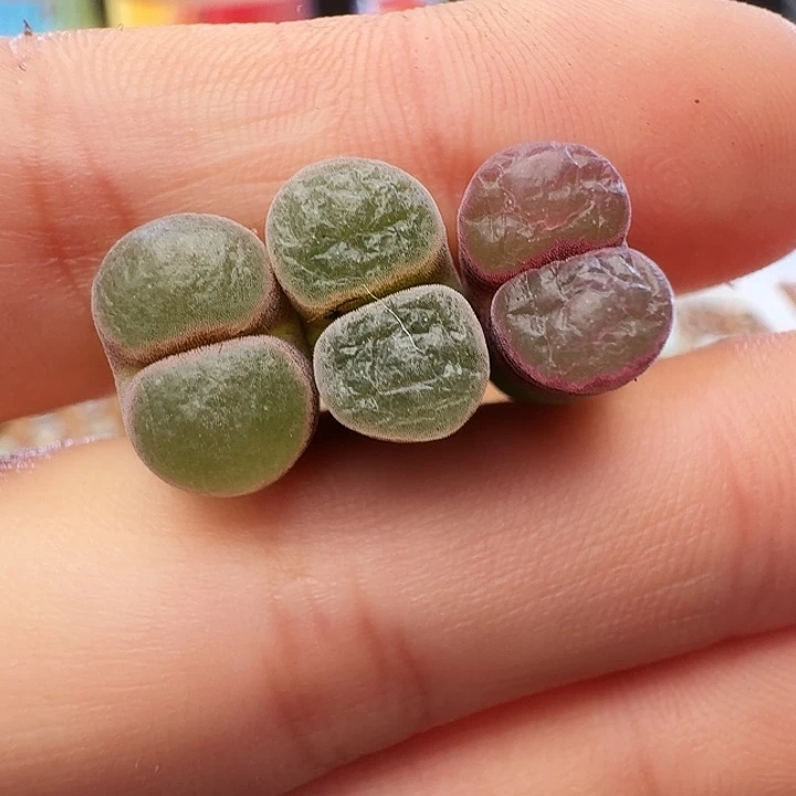 不***黛多肉植物福利风铃332