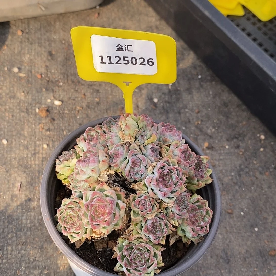 1125026 麦杆选拍