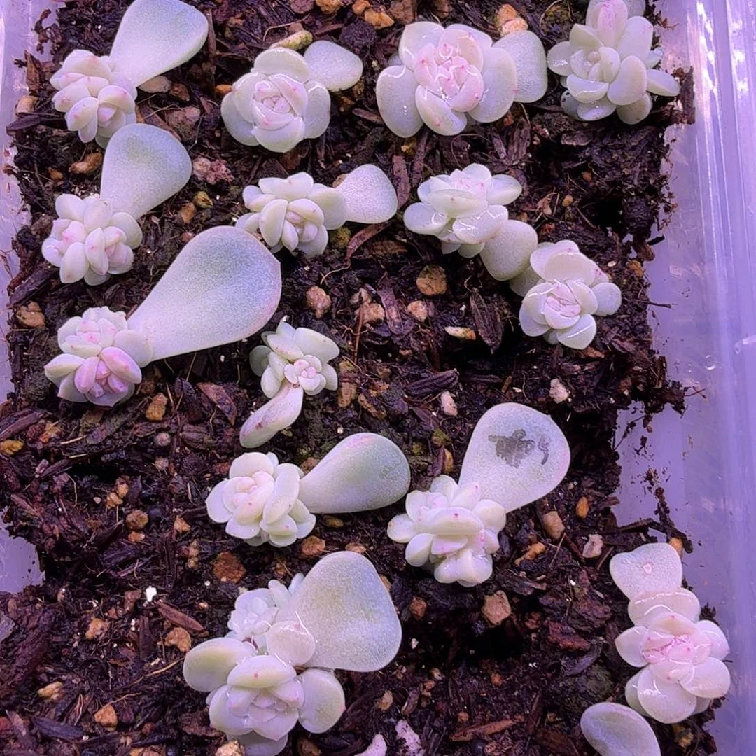 2909帕帕拉恰甜心2颗一组随机发