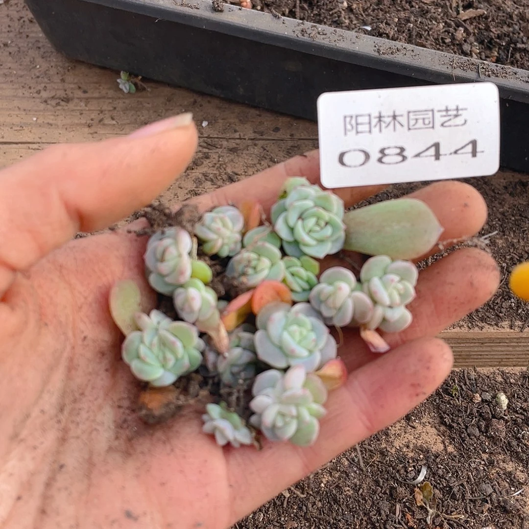 多肉植物多肉植物844