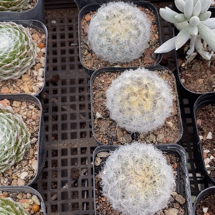 白星3.8带盆土发货