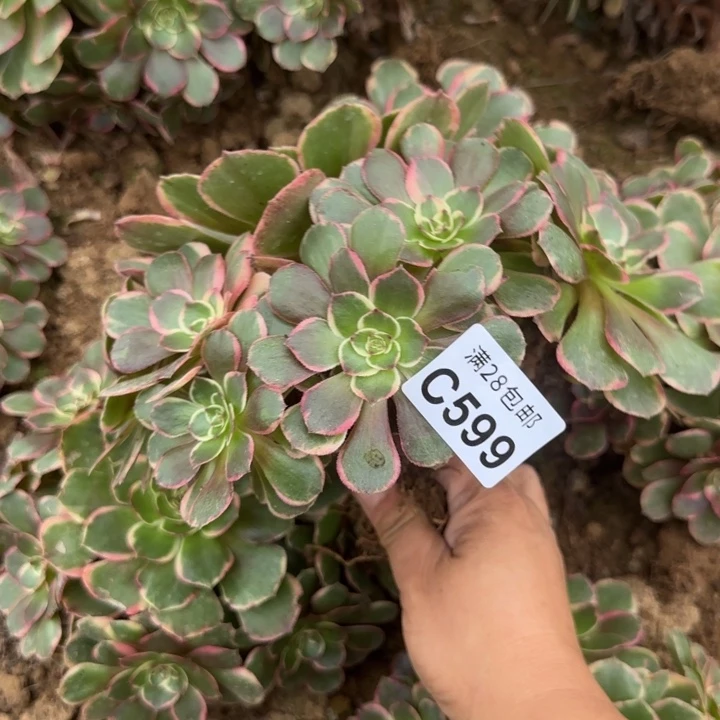 599 多肉植物不包断枝