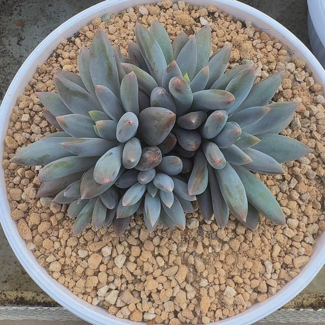 焦糖体 哥特 5头 一物一拍