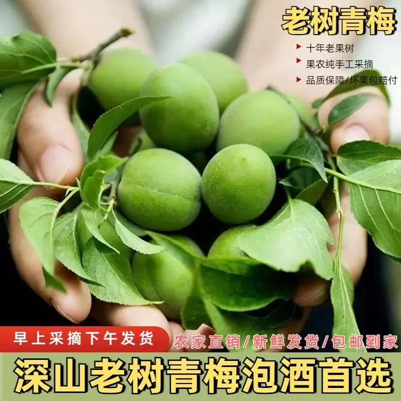 【现摘鲜果】云南青梅果优质新鲜当季泡酒腌制酸梅子5斤装整箱