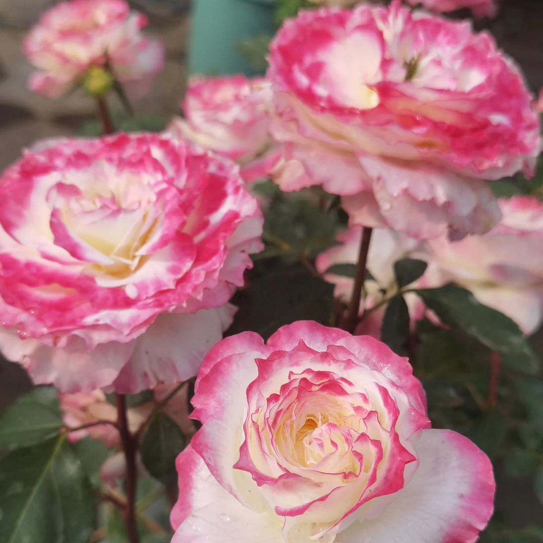 初妆高杆子树桩月季棒棒糖 大花浓香渐变花色 切花月季 复色耐热