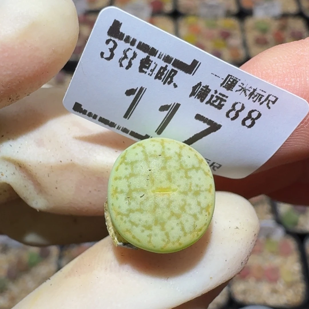 小***乖Ssss精品生石花117