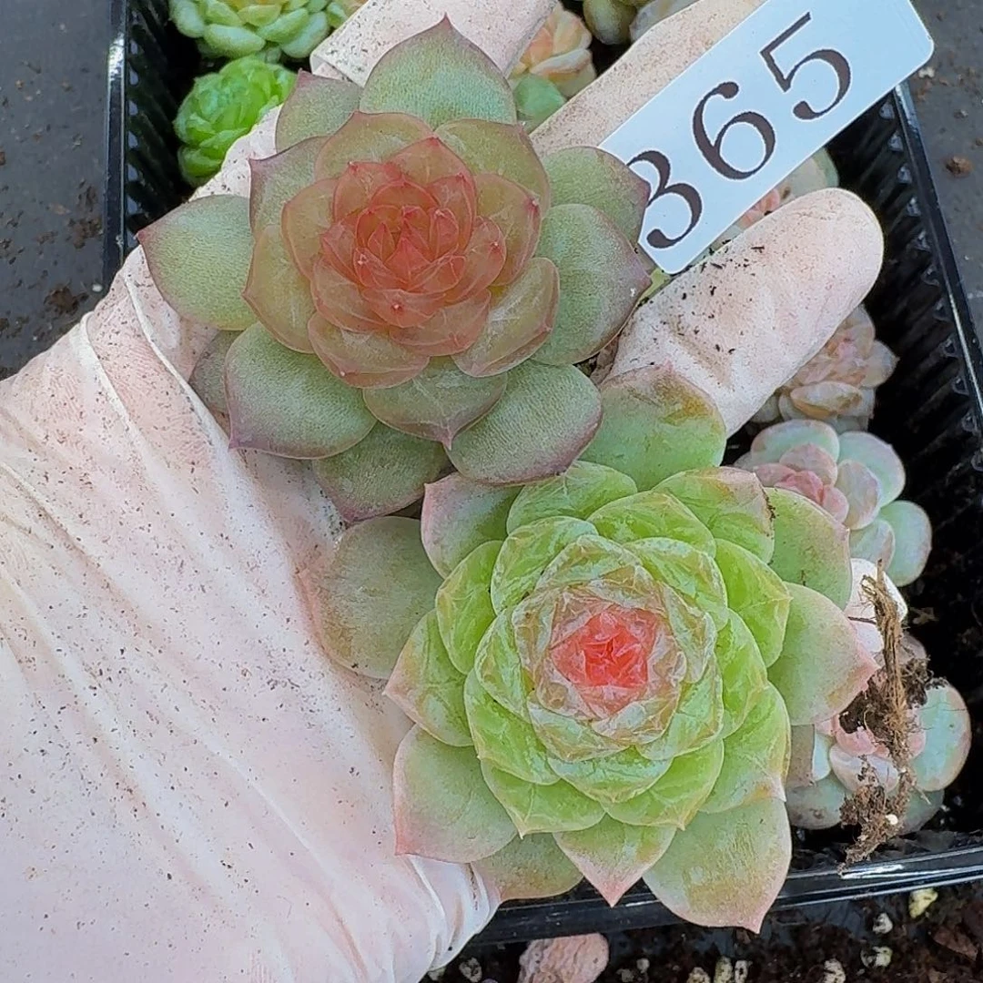 多肉植物多肉植物365