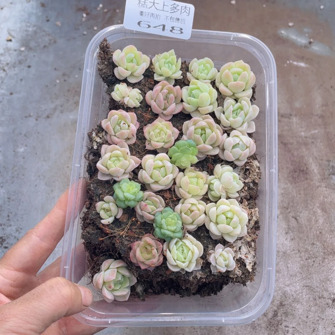 糕大上多肉植物648