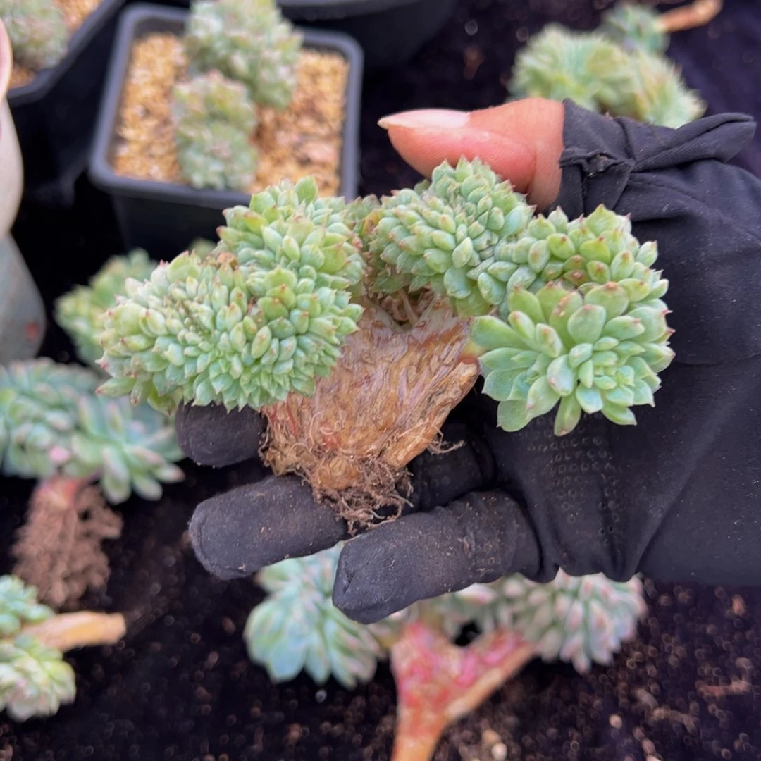 天天开心 冰魄缀粉体微瑕