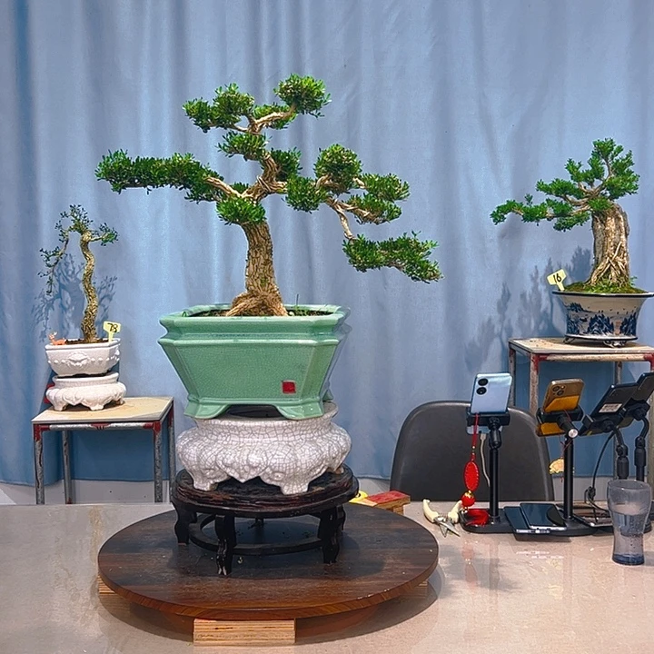 无花朵广东皱皮雀舌黄杨