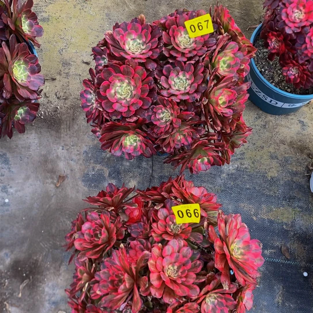 单**爸多肉000067、66烟花