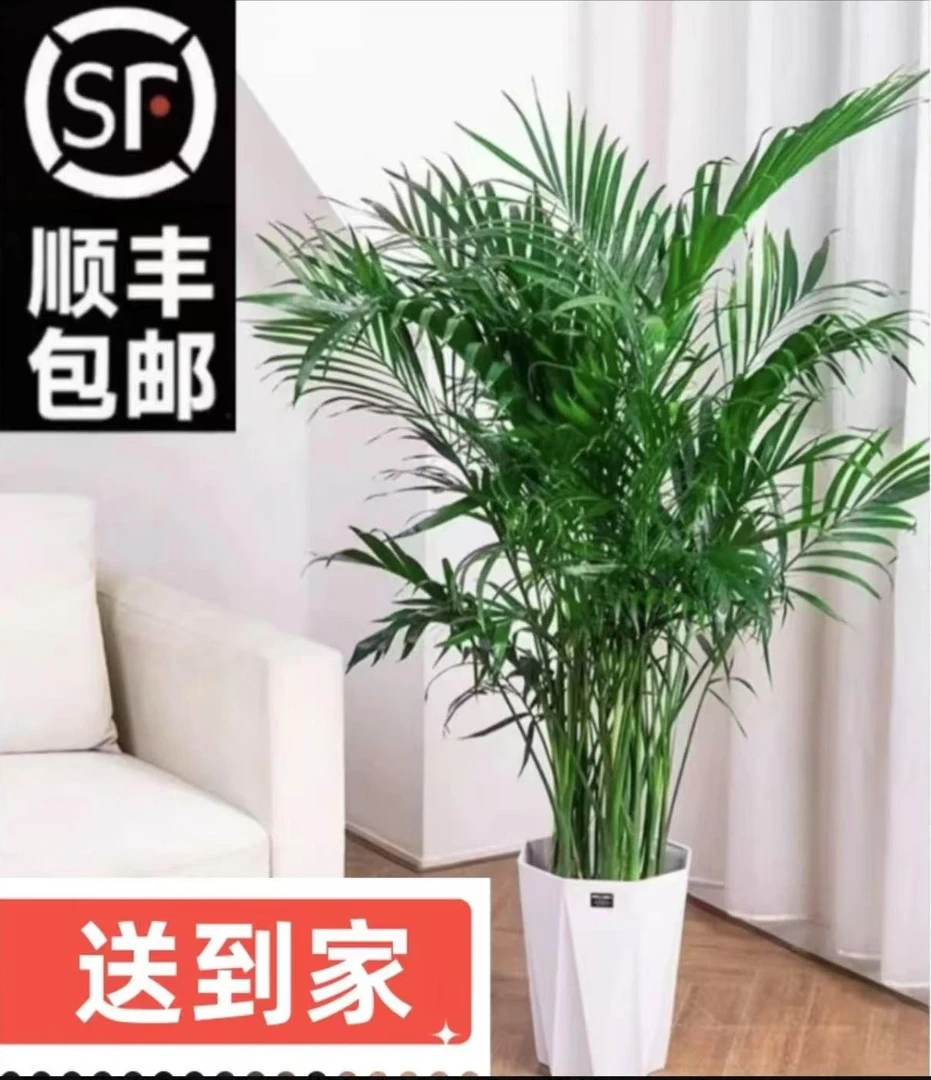 <顺丰包邮>1-1.2米富贵椰子基地绿植盆栽室内好养植物盆景椰岛风