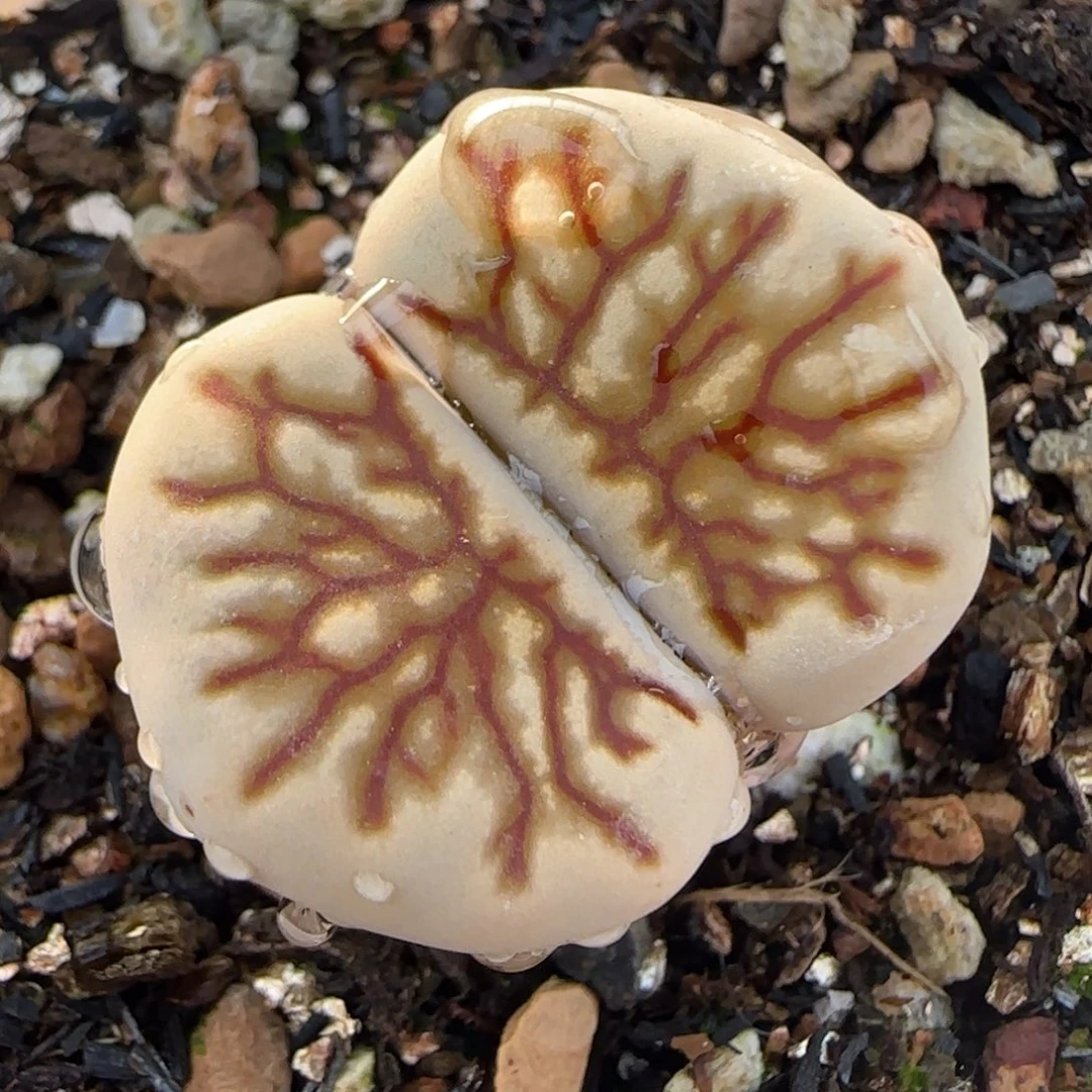 2.2厘米菊化石多肉植物百科