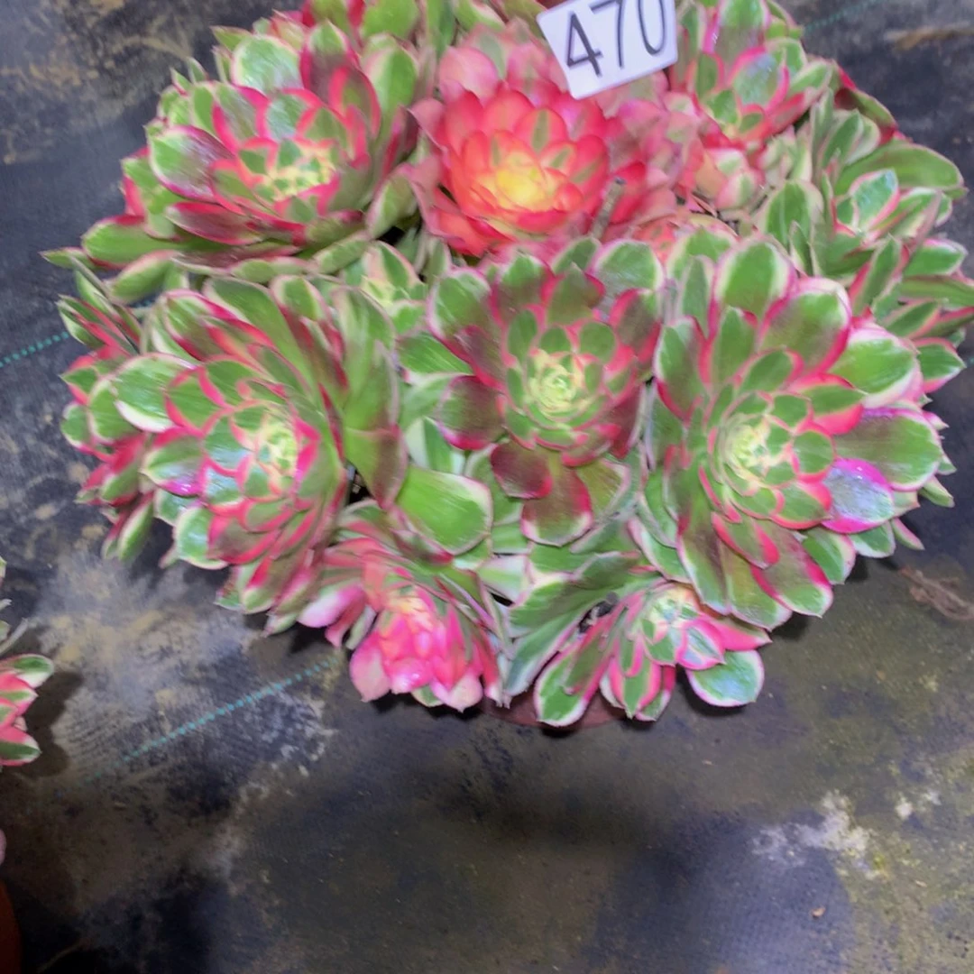 专***护法师多肉植物470玉芙蓉