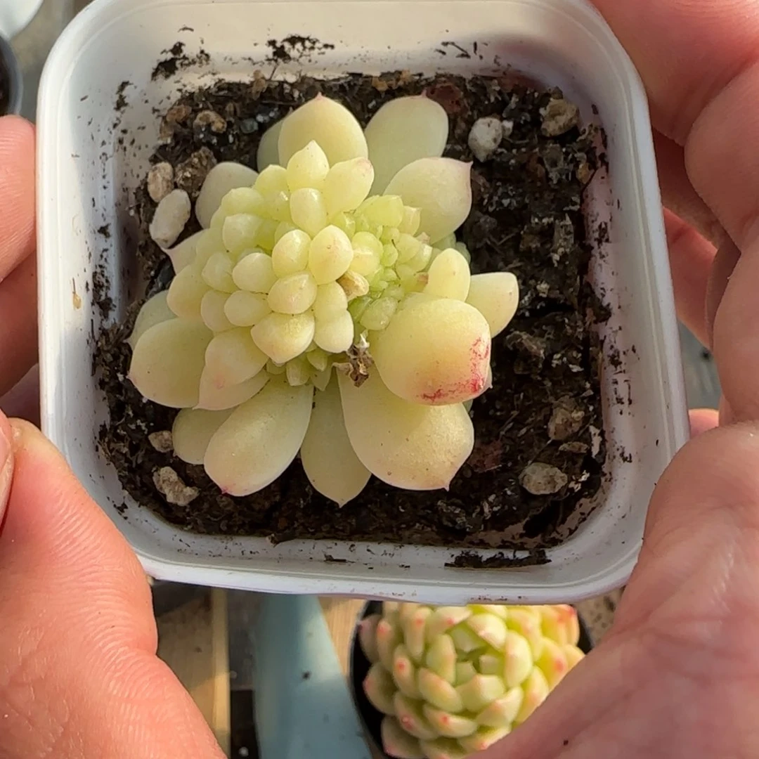 一物一拍麦秆珍妮05030