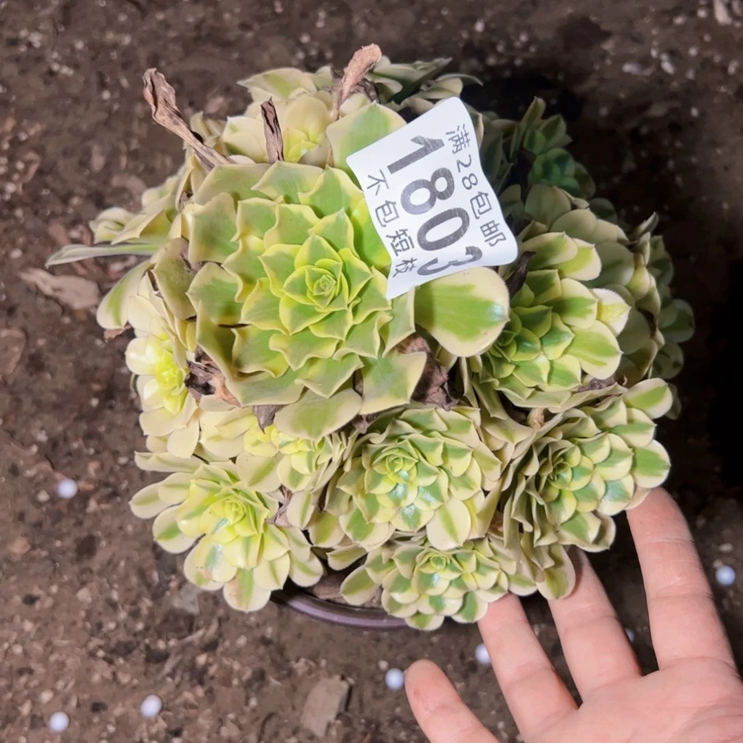 1803多肉植物法师绿豆沙