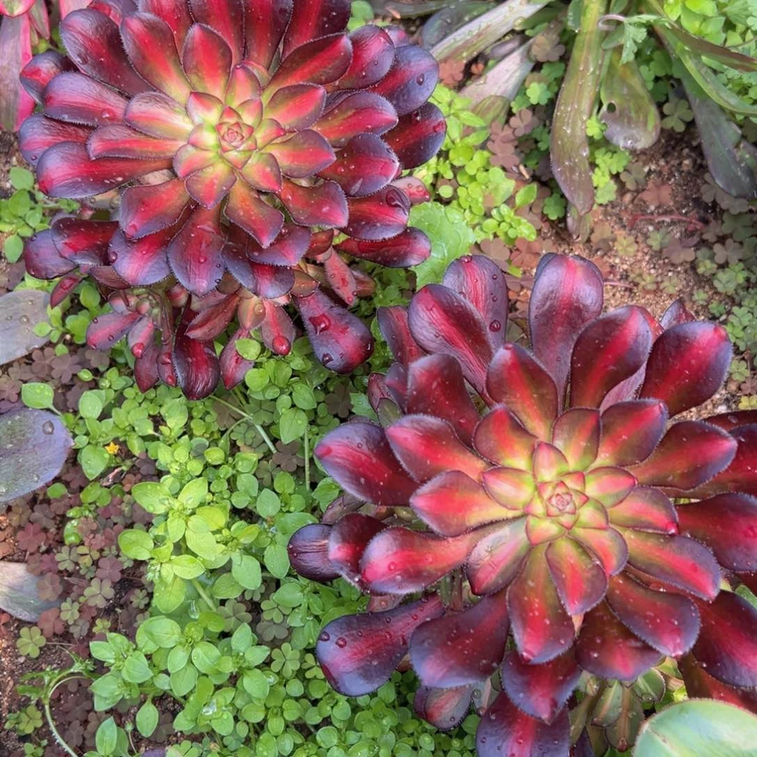 满18包邮晚霞手捧多肉植物