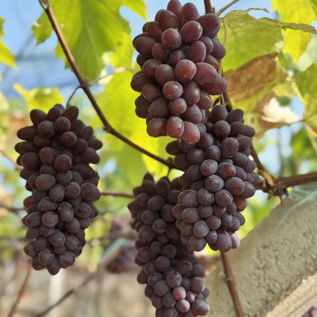 茉莉香葡萄茉莉香葡萄