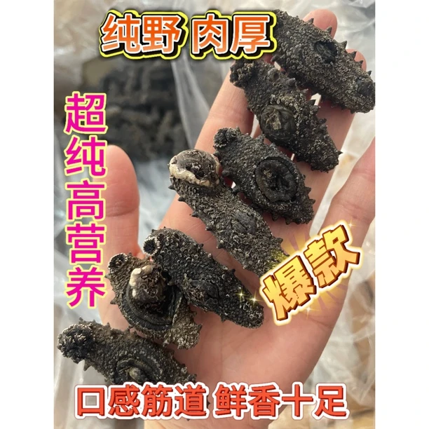 深海大白刺(野)国标一级纯淡干工厂走量款 滋补首选