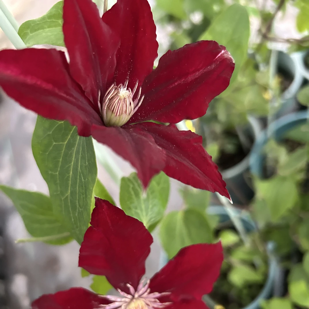 瑞贝卡 早大花组2类铁小苗（单瓣 红）