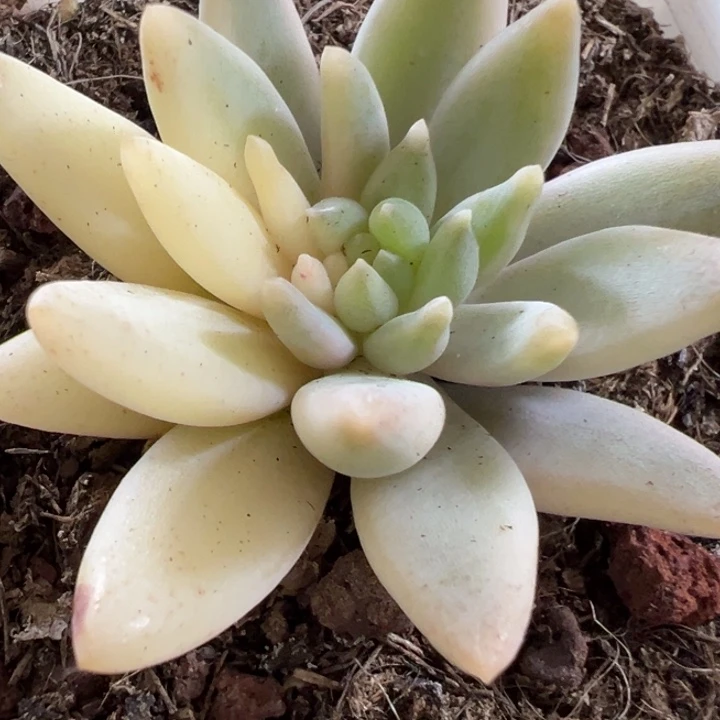 465所罗门锦多肉植物