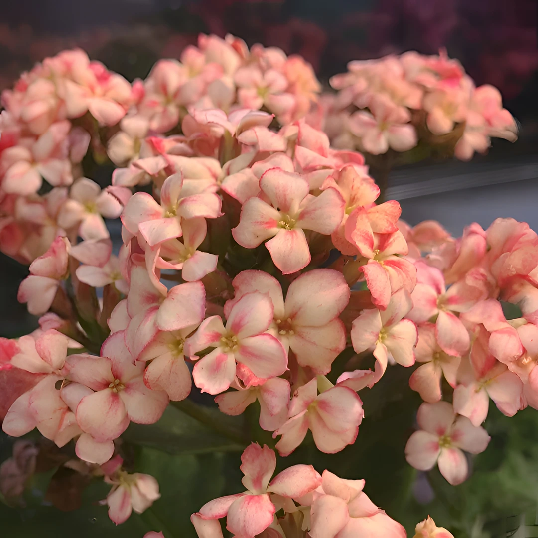 【初开昊景130新冰皮酥】带花苞多年生开花不断阳台庭院盆栽包邮