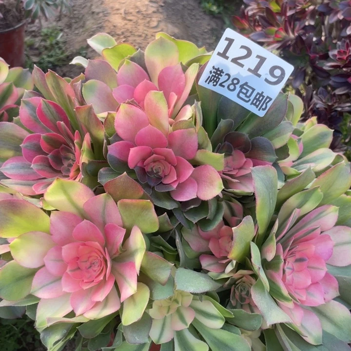 1219一号棚雅典娜C