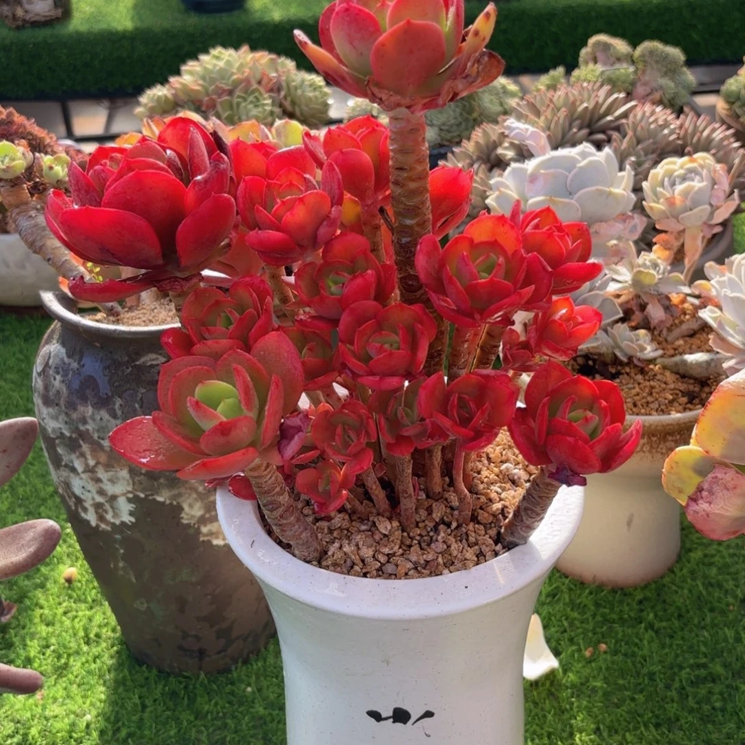 一物一拍，红颜容群