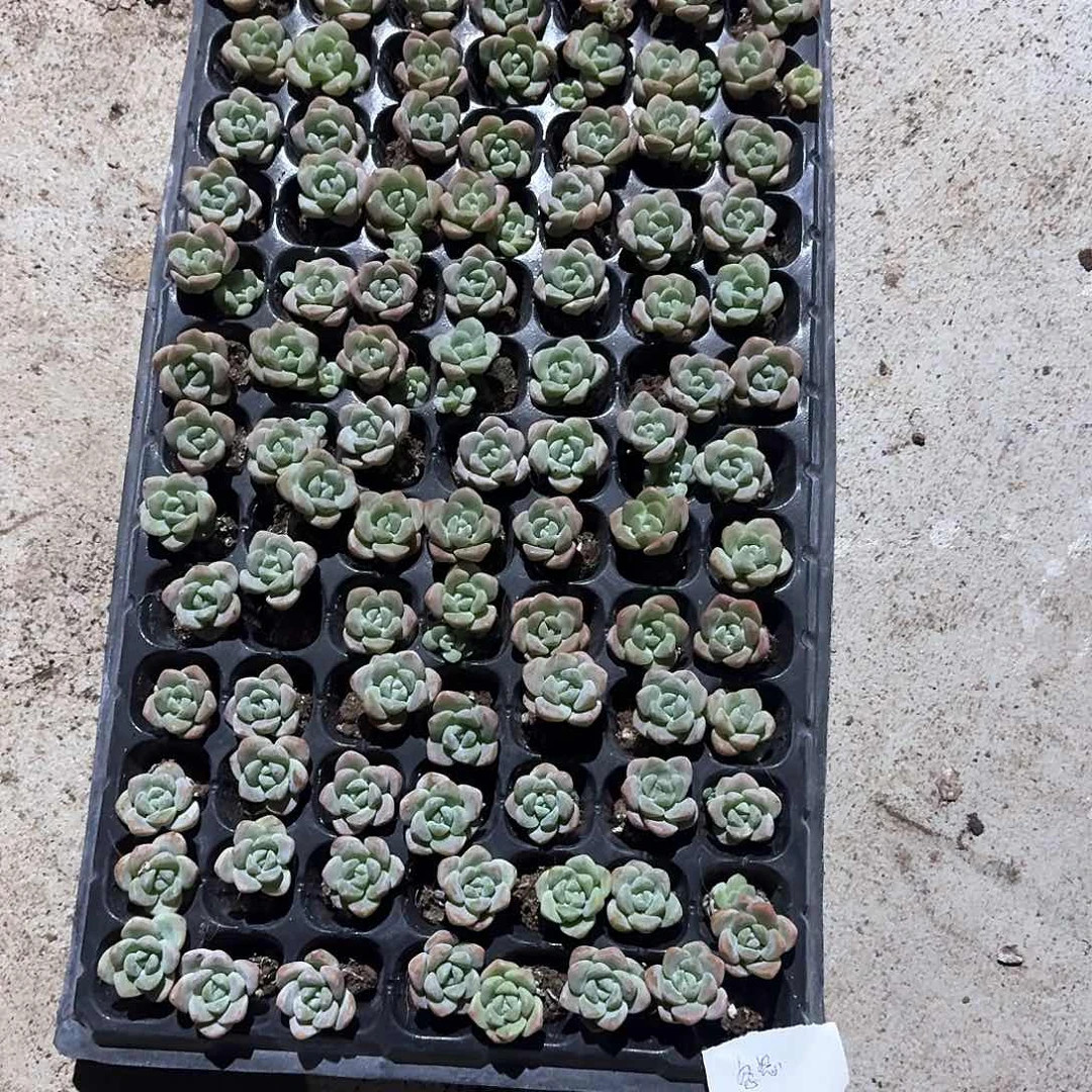 怼怼一物一拍专拍