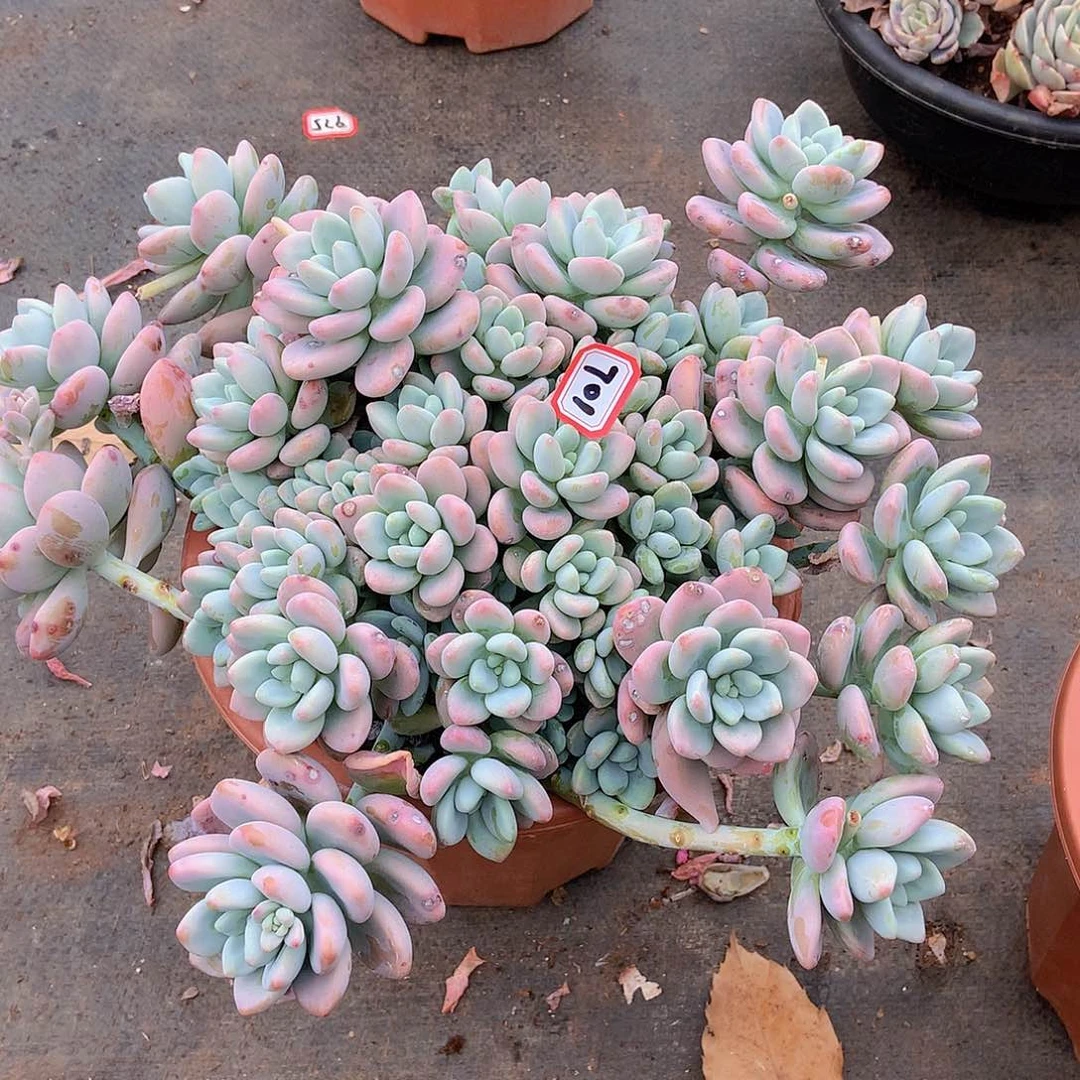 一物一拍多肉家里701洛神