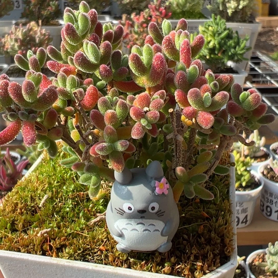 21-567枝干番杏琉璃老桩冬至福利