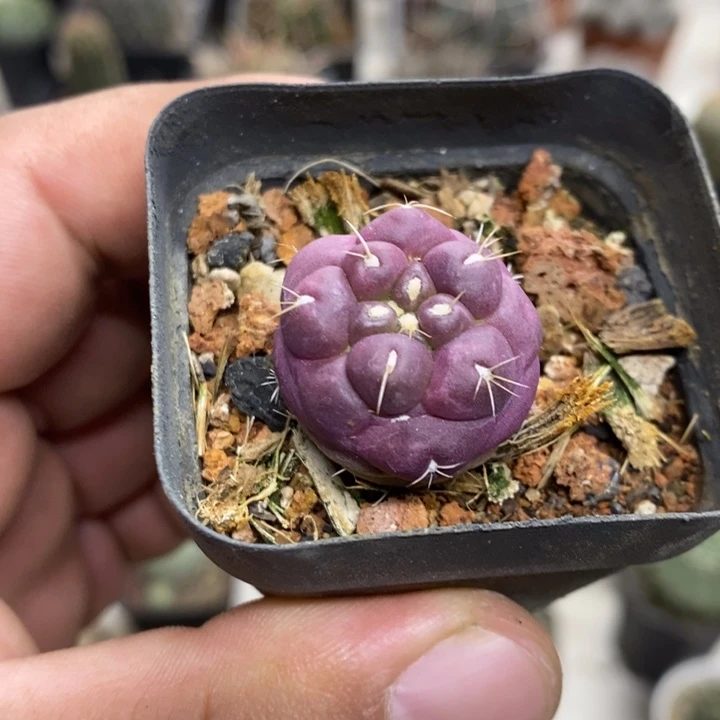 紫皮无刺象牙特价3