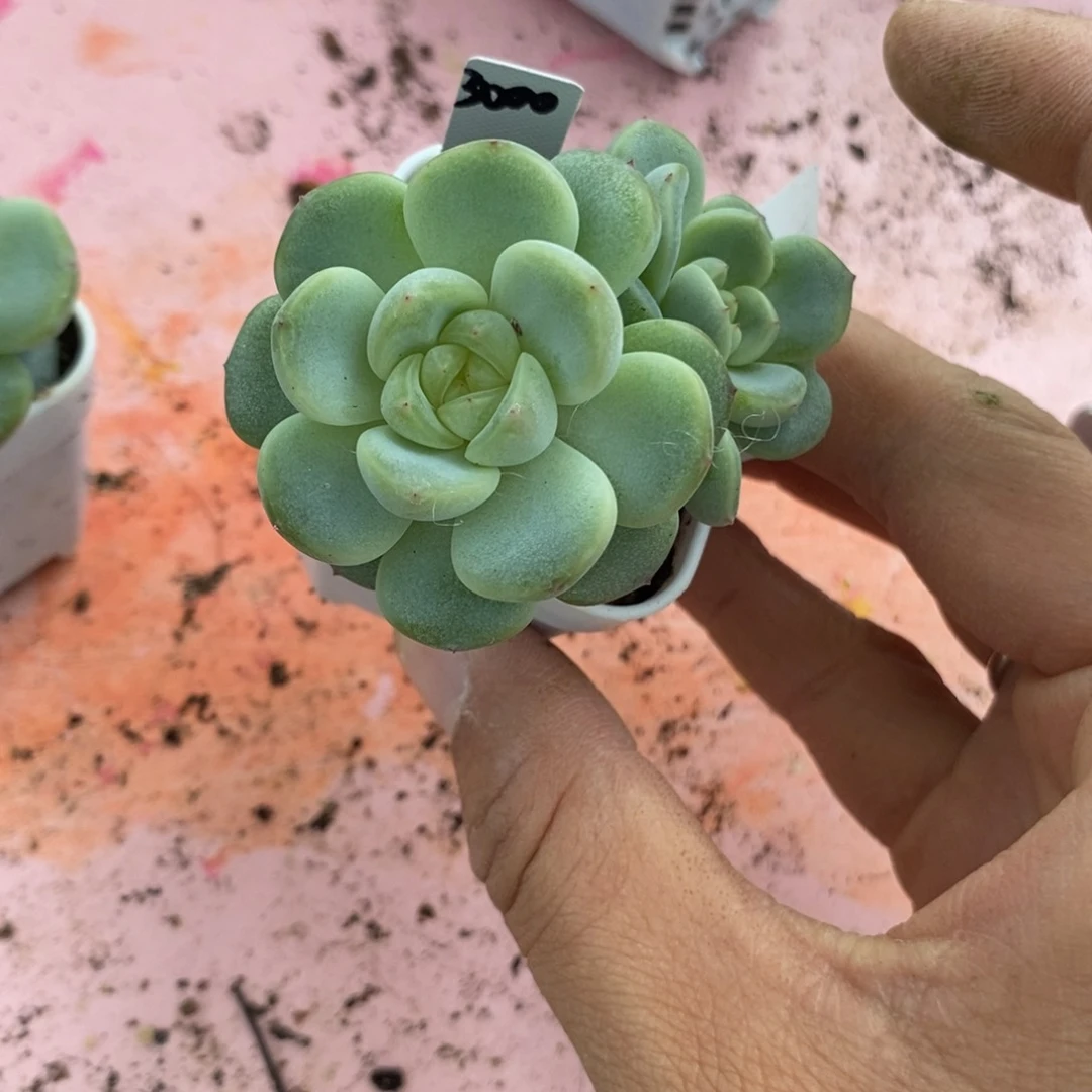 标签728甜心3000一个多肉