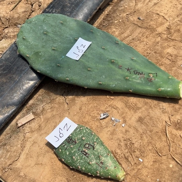 刘***艳J62两个仙人掌叶片20