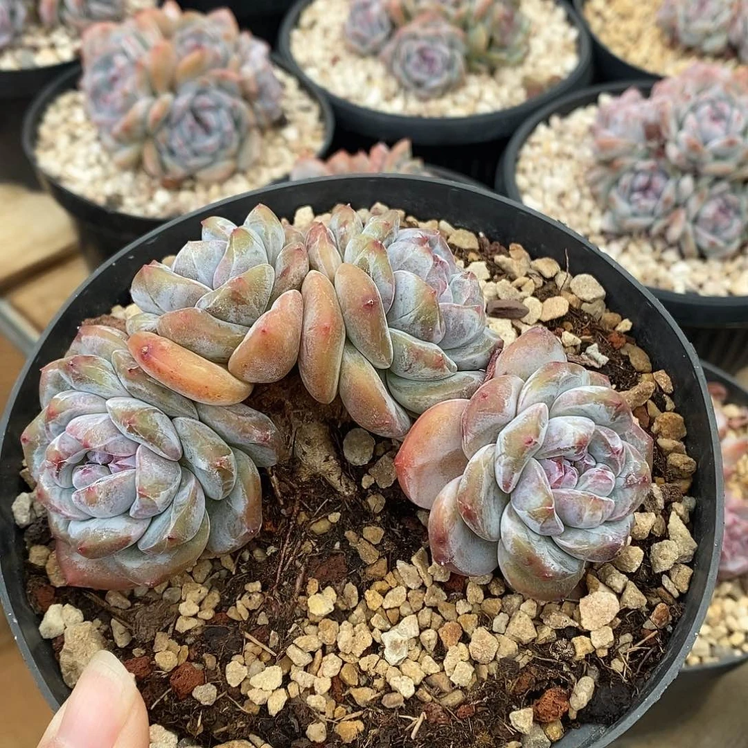 四头提根粗腿包脸