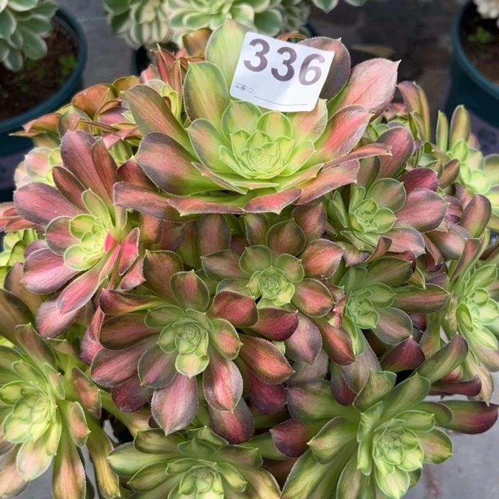 336韶华25厘米左右