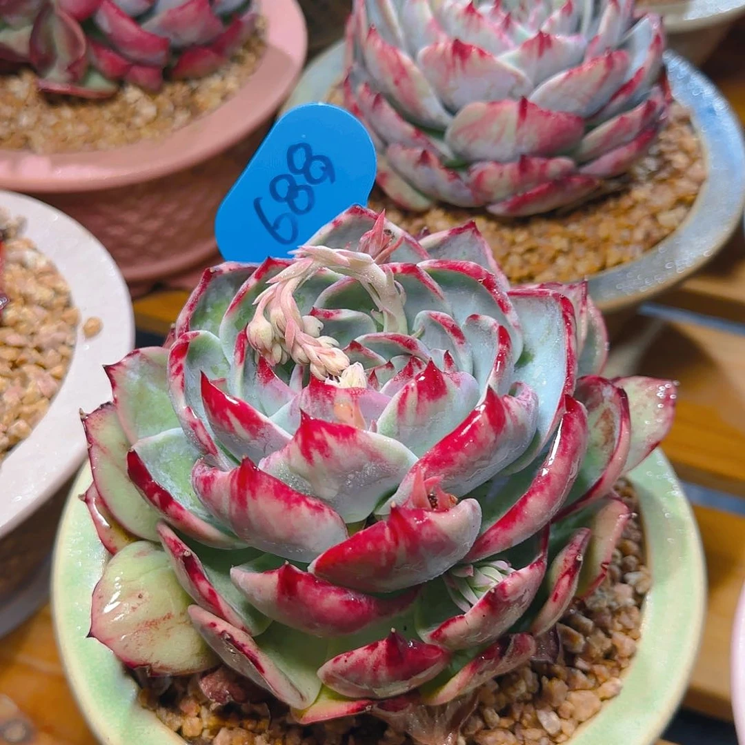 惊鸿仙子一物一拍688号