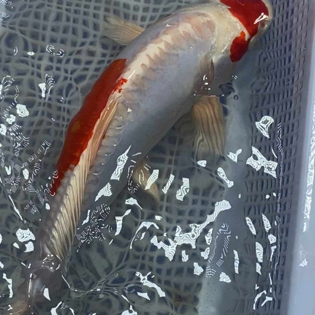 锦鲤冷水锦鲤包邮