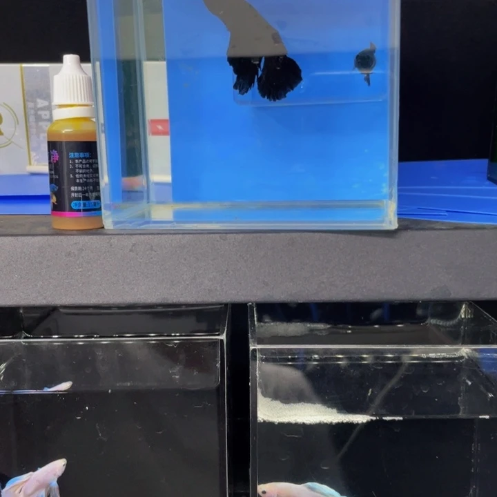 海水黑婚纱公母 菌立净